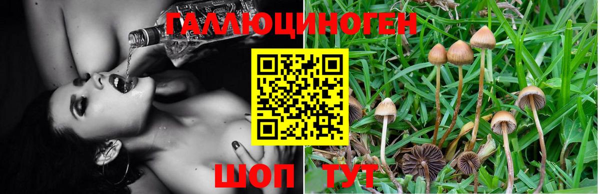 Галлюциногенные грибы GOLDEN TEACHER Великие Луки